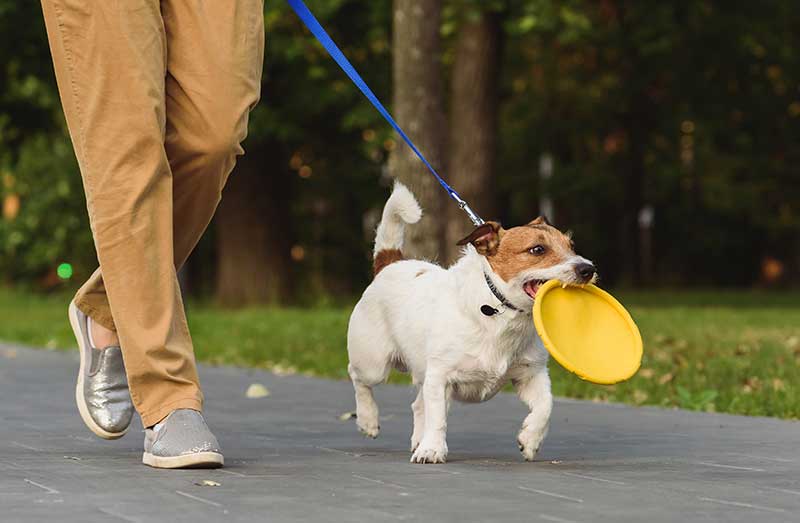 dog-with-frisbee